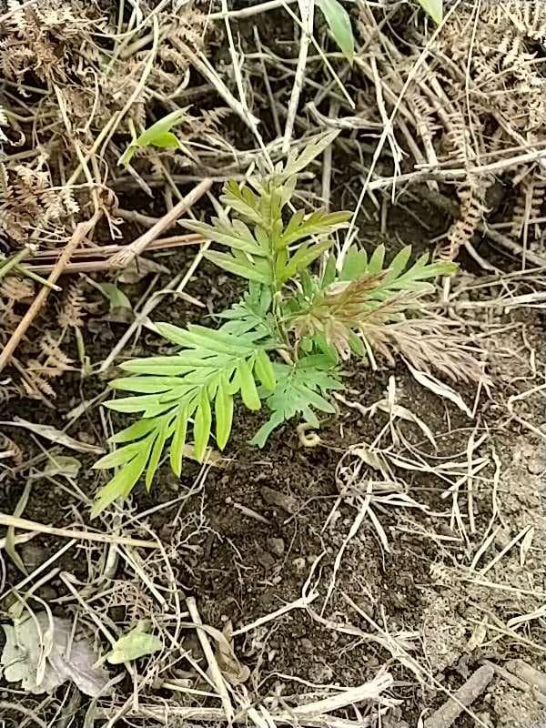 tree image