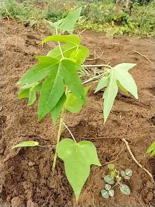 tree image