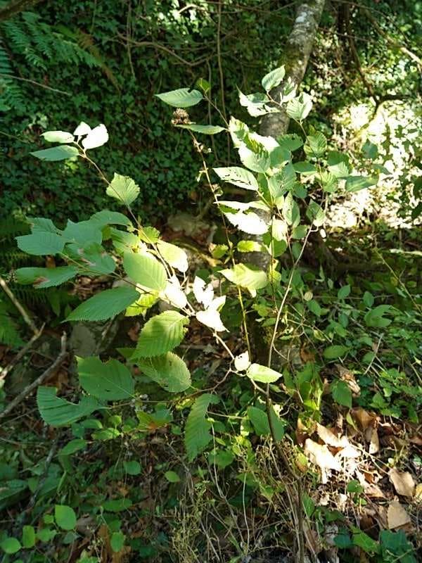 tree image