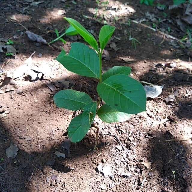 tree image