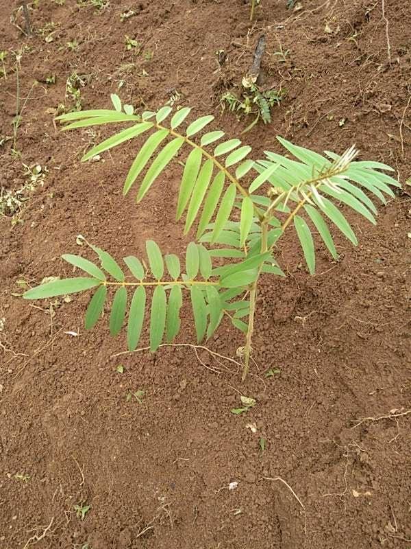 tree image