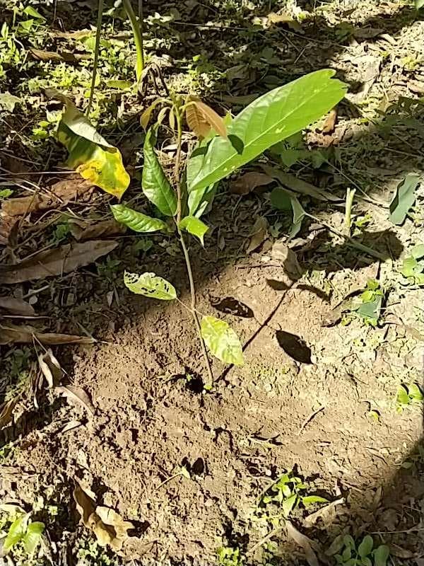 tree image