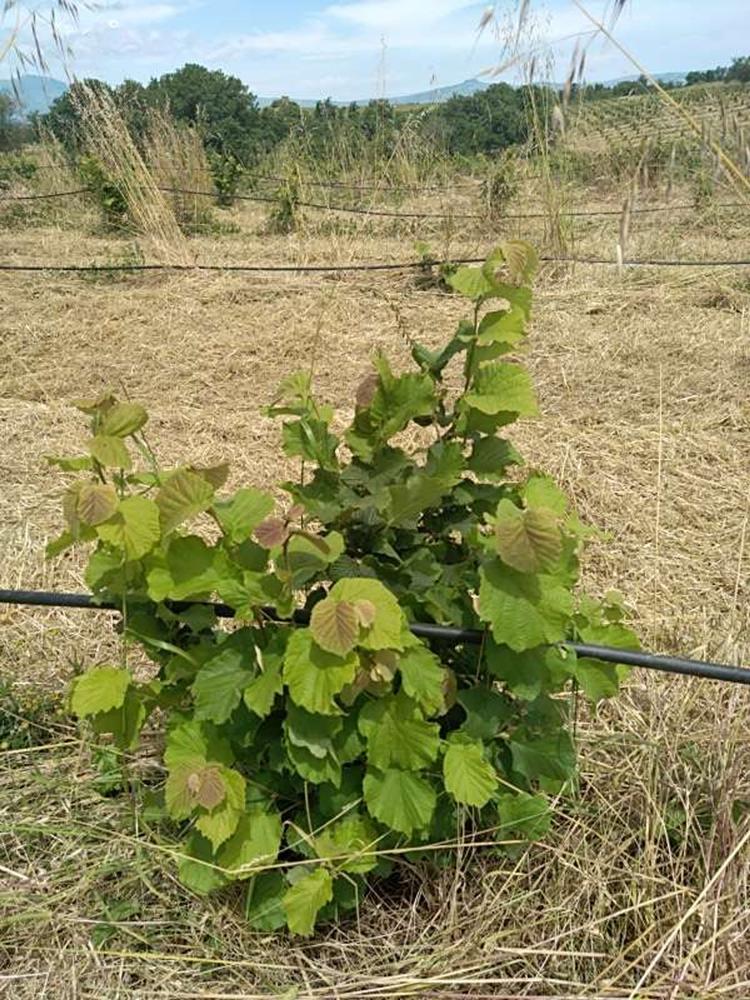 tree image