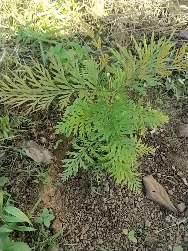 tree image