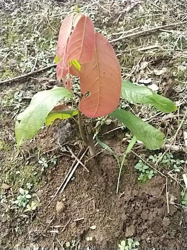 tree image