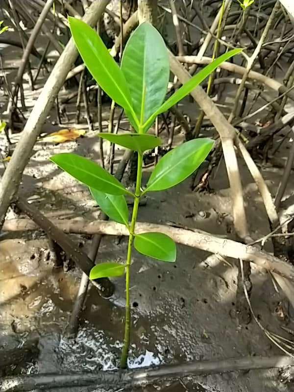 tree image