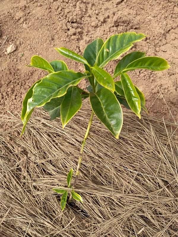 tree image