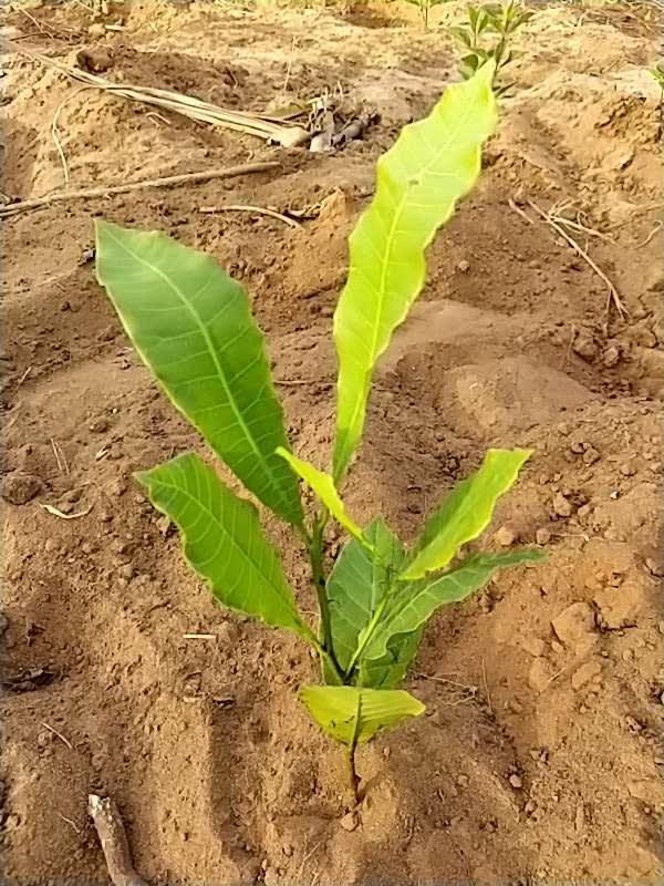 tree image