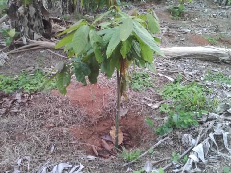 tree image