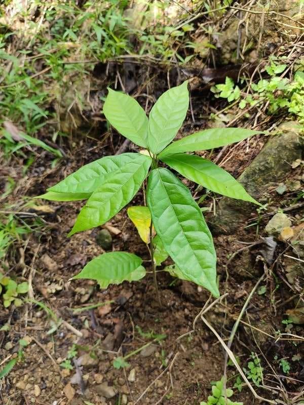 tree image