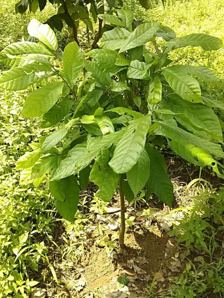 tree image