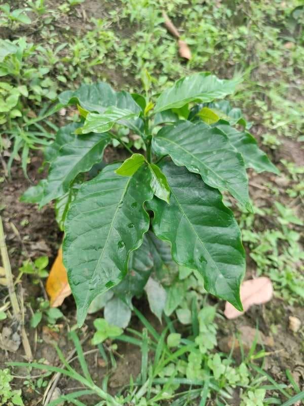 tree image