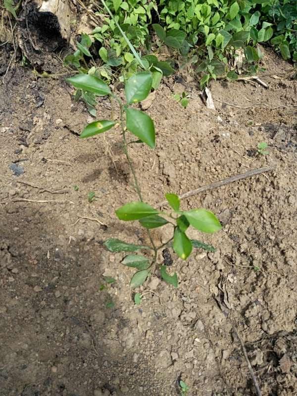 tree image