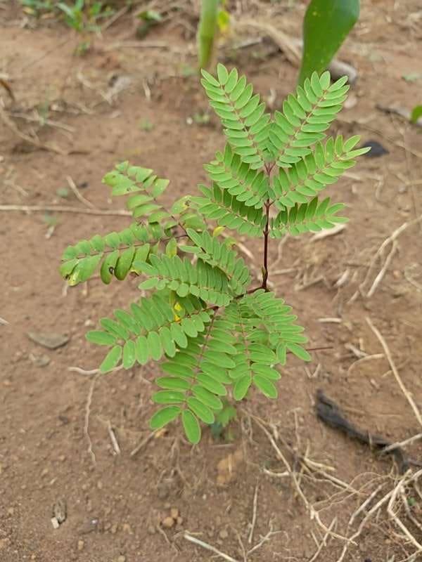 tree image