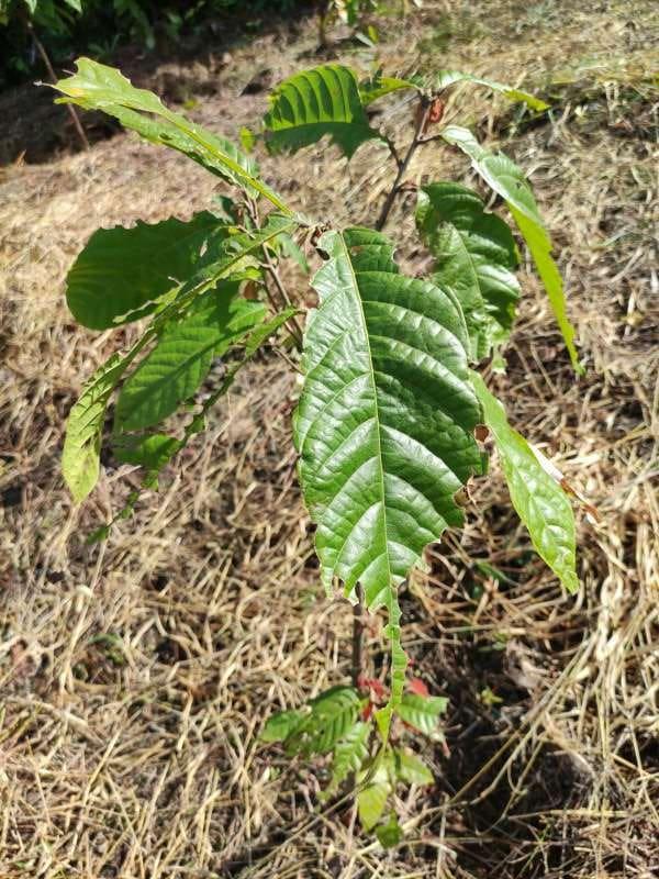 tree image
