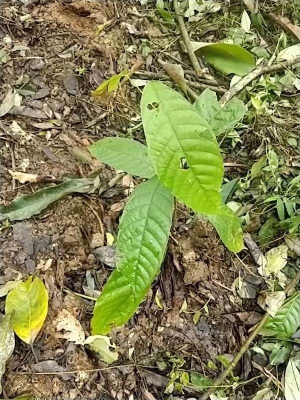 tree image