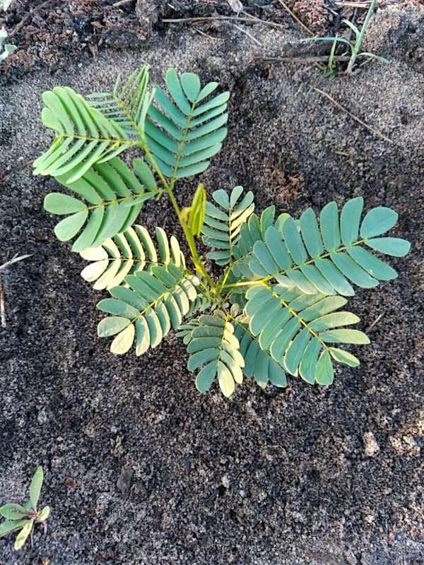 tree image