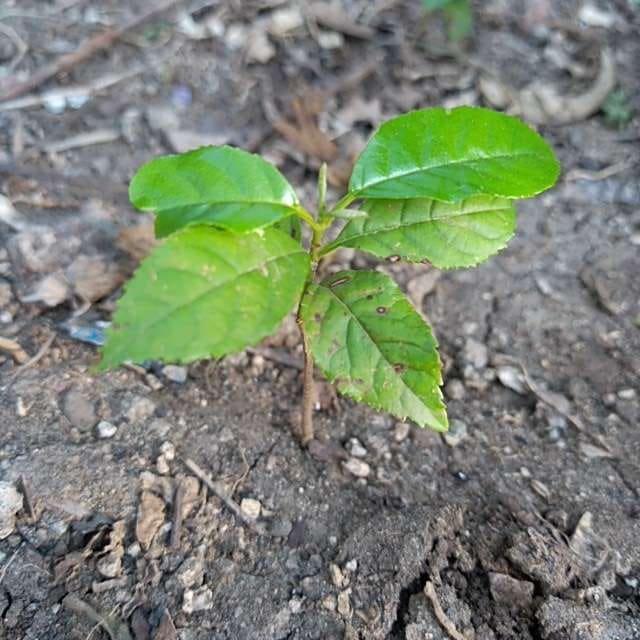 tree image