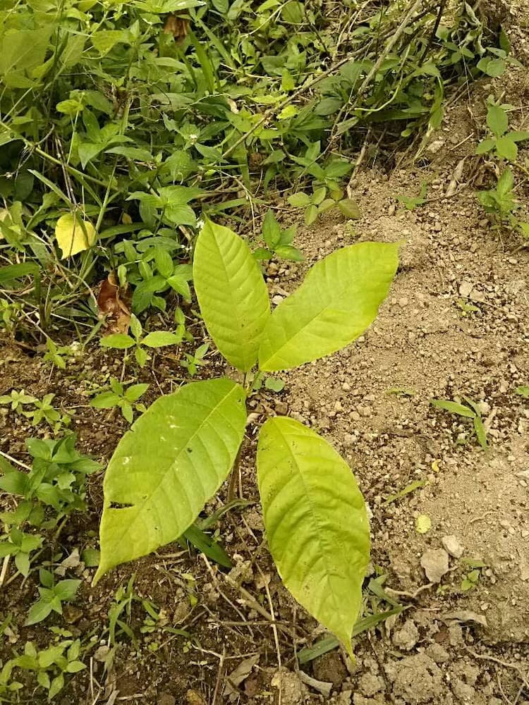 tree image