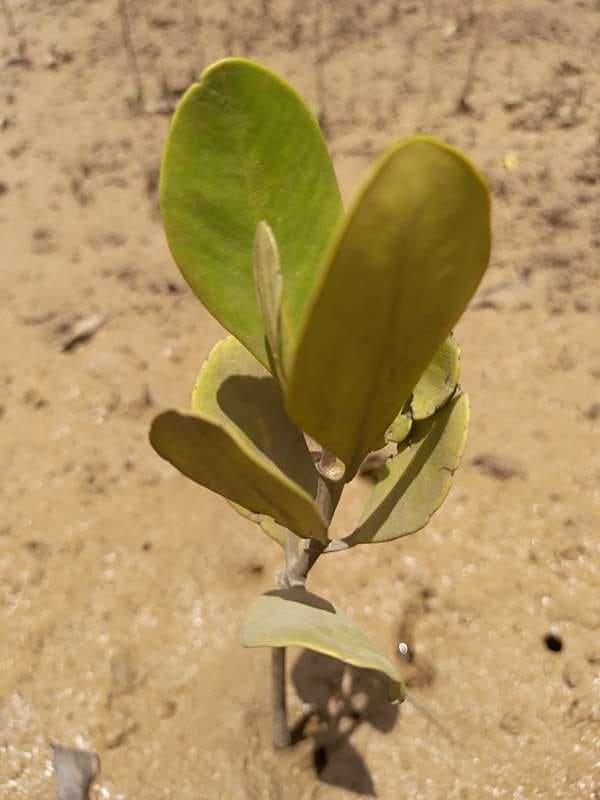 tree image