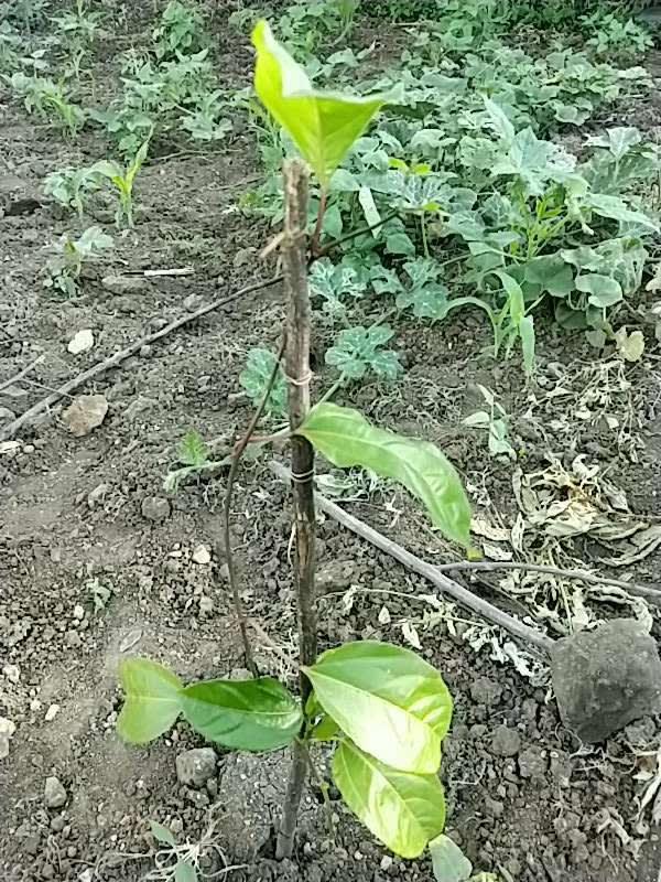 tree image