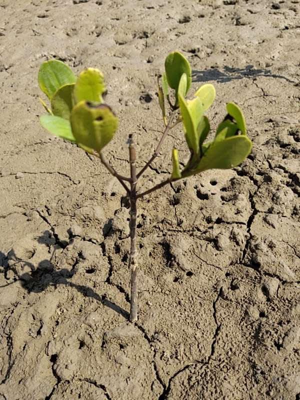 tree image