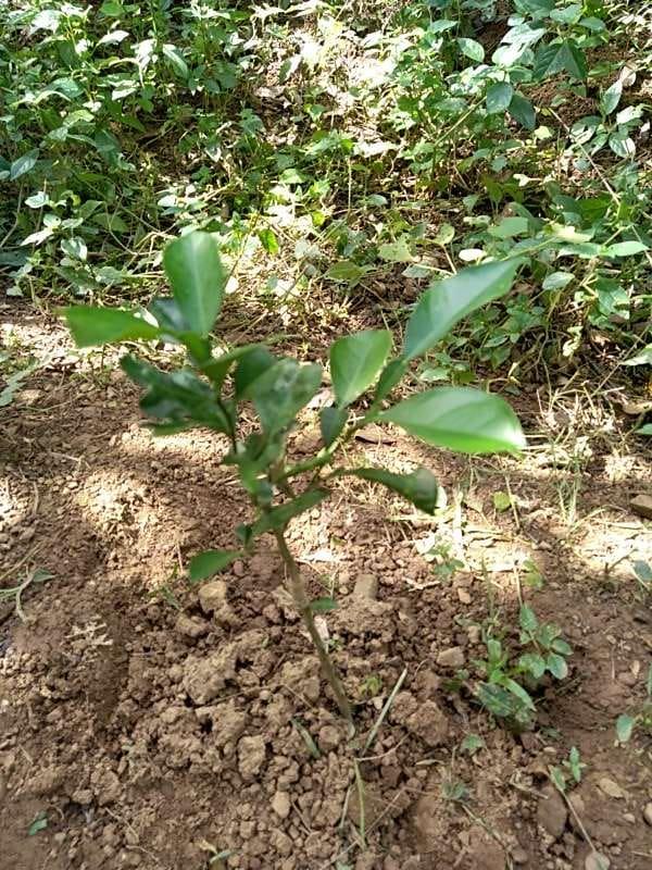 tree image