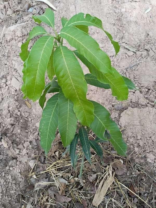 tree image