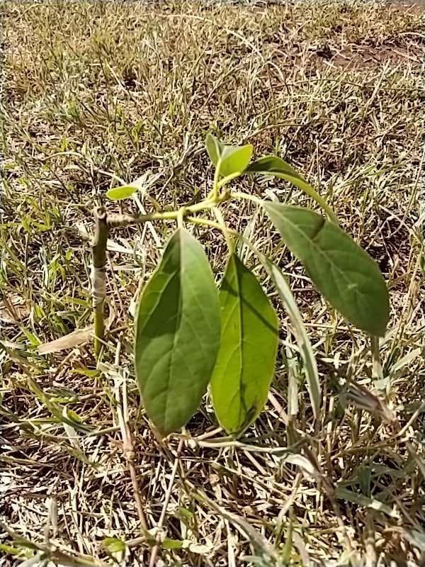 tree image