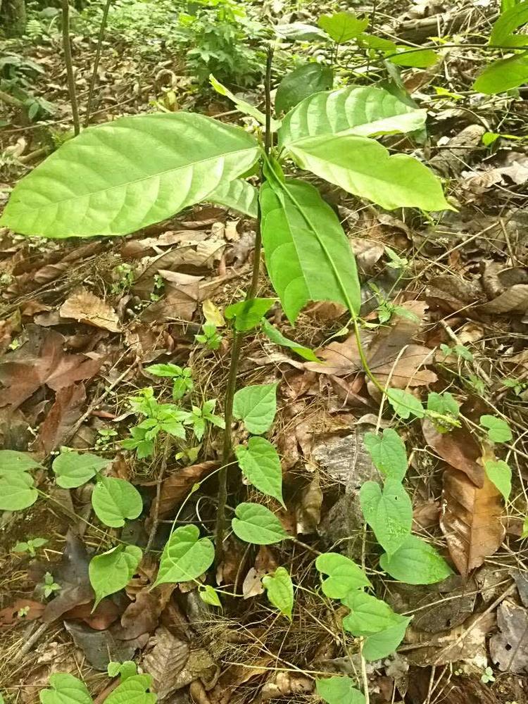 tree image