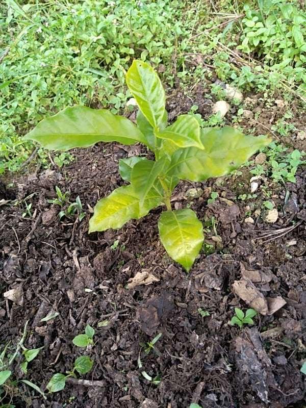tree image