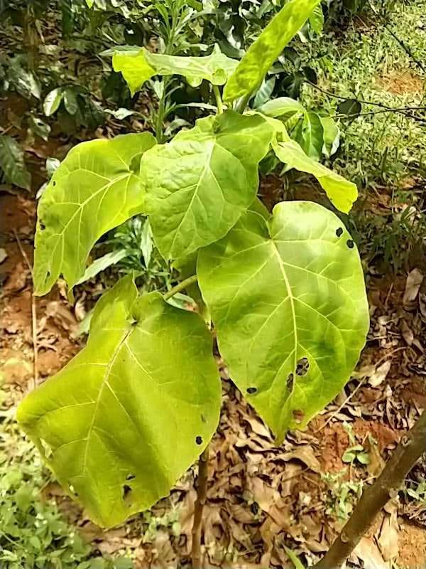 tree image
