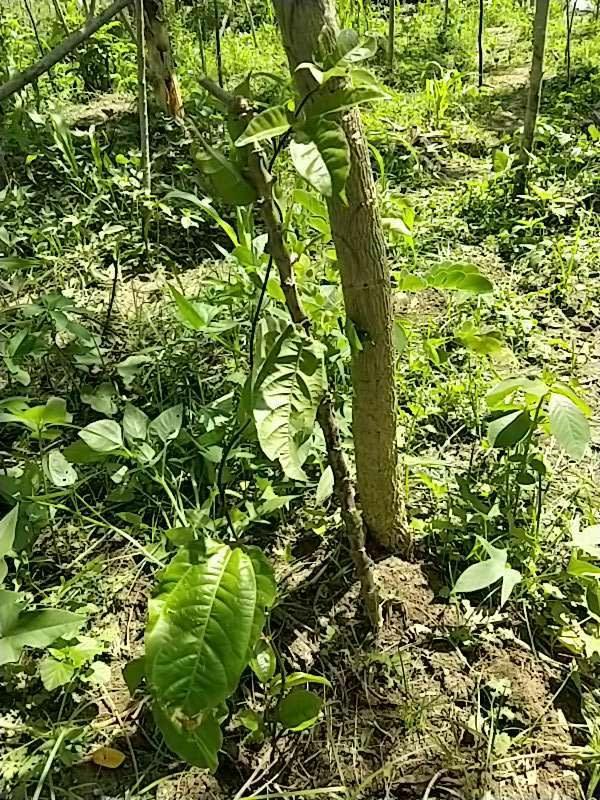 tree image