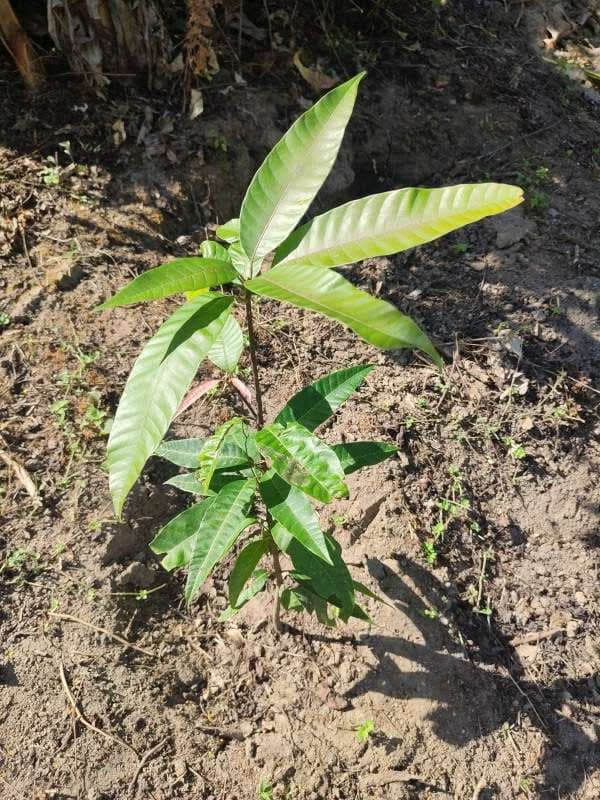 tree image