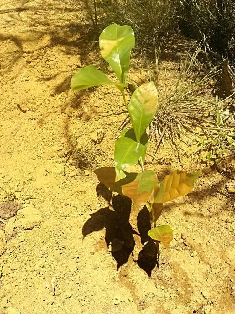 tree image