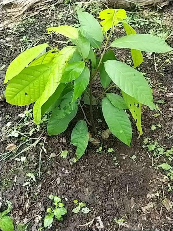 tree image