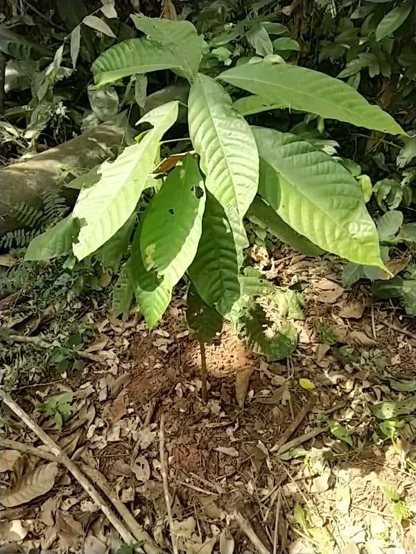 tree image