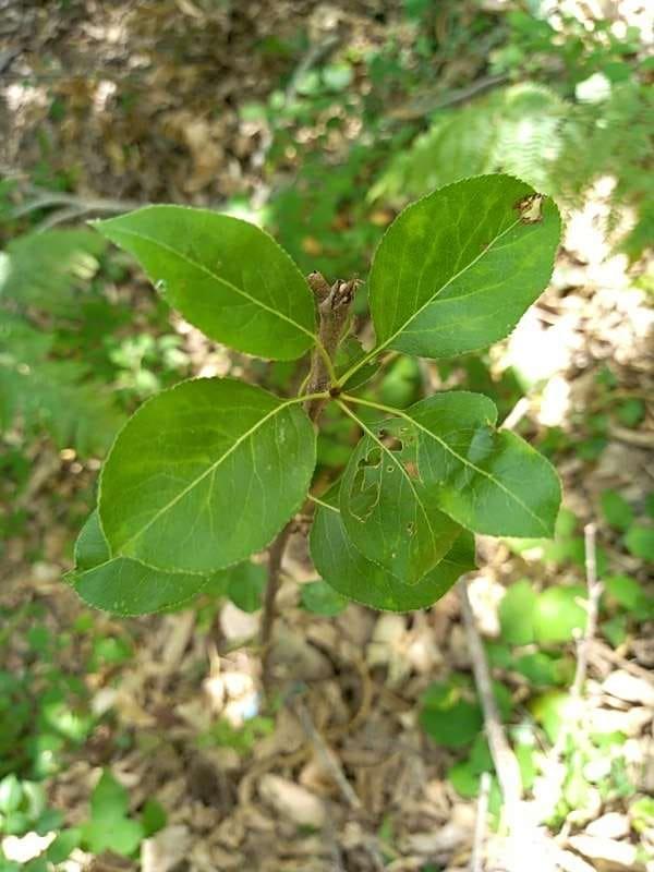 tree image