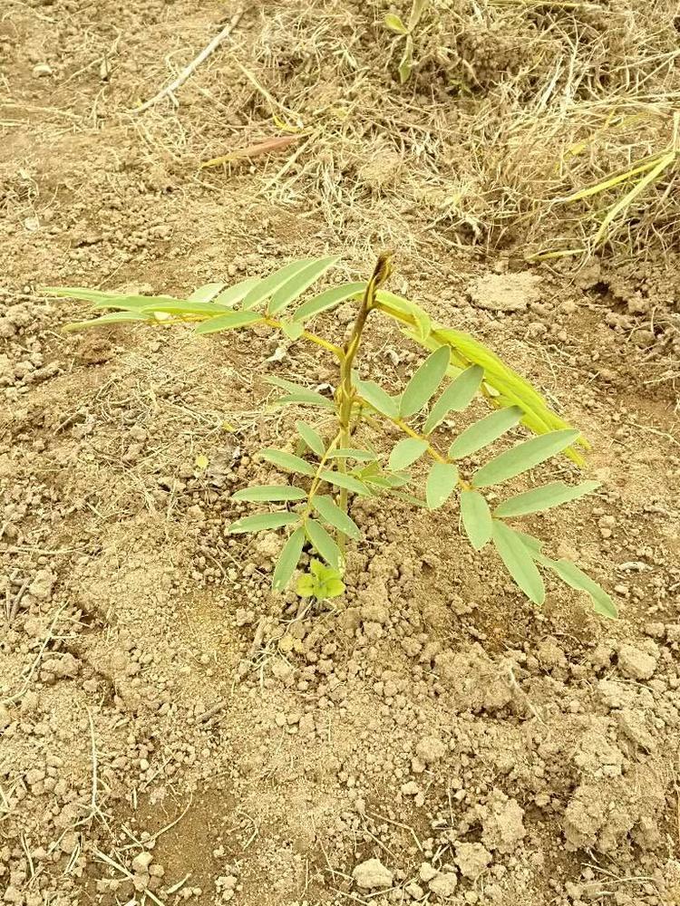 tree image