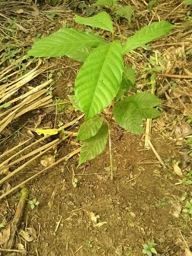 tree image