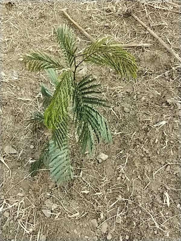 tree image