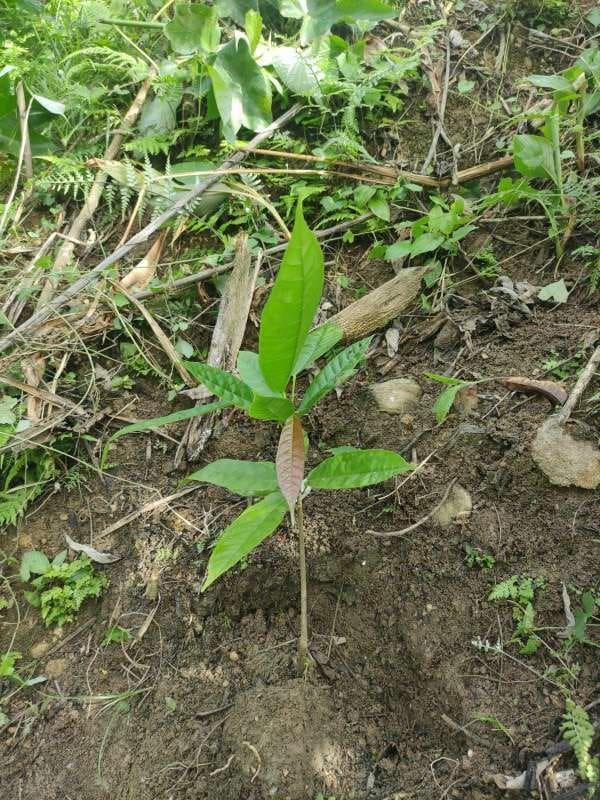 tree image