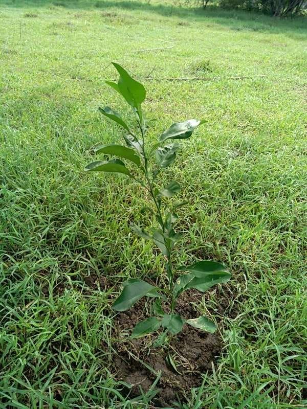 tree image
