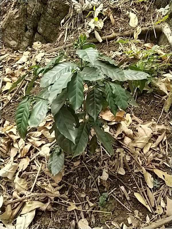 tree image