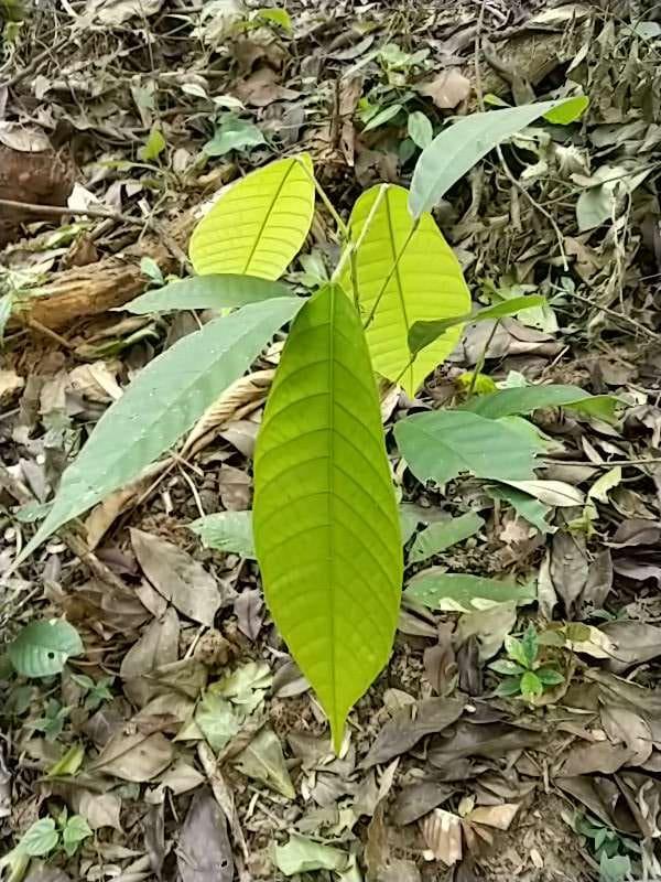 tree image