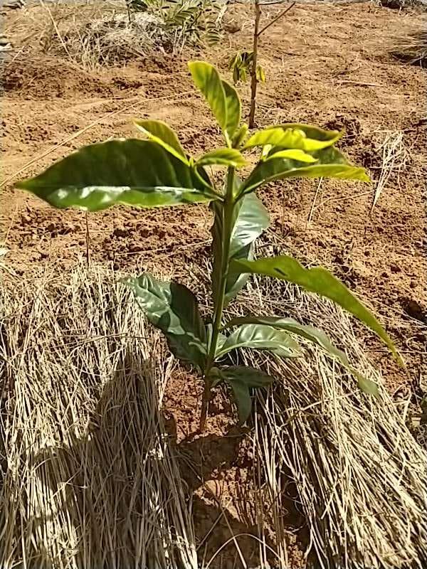 tree image