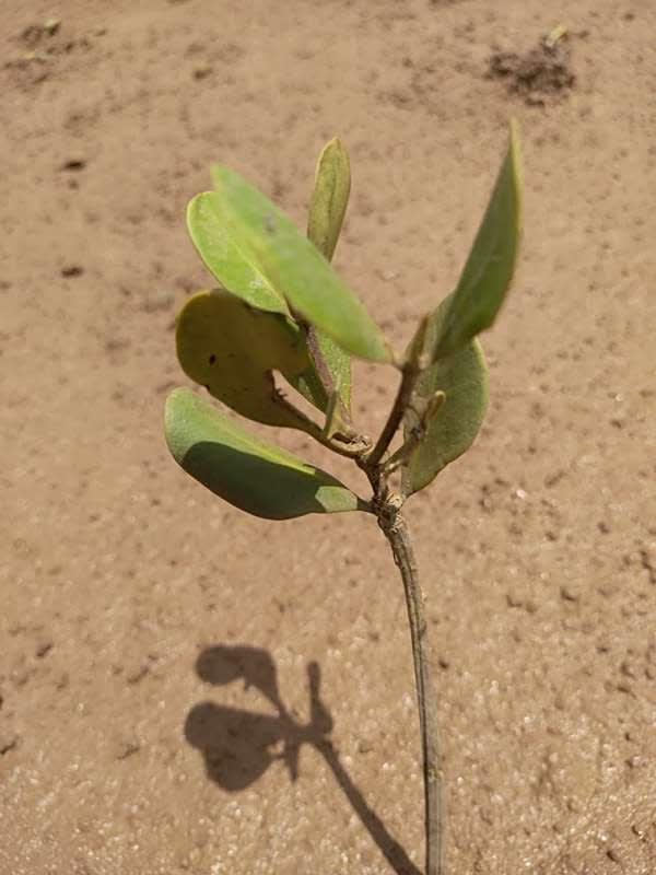 tree image