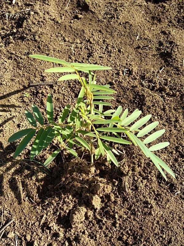 tree image