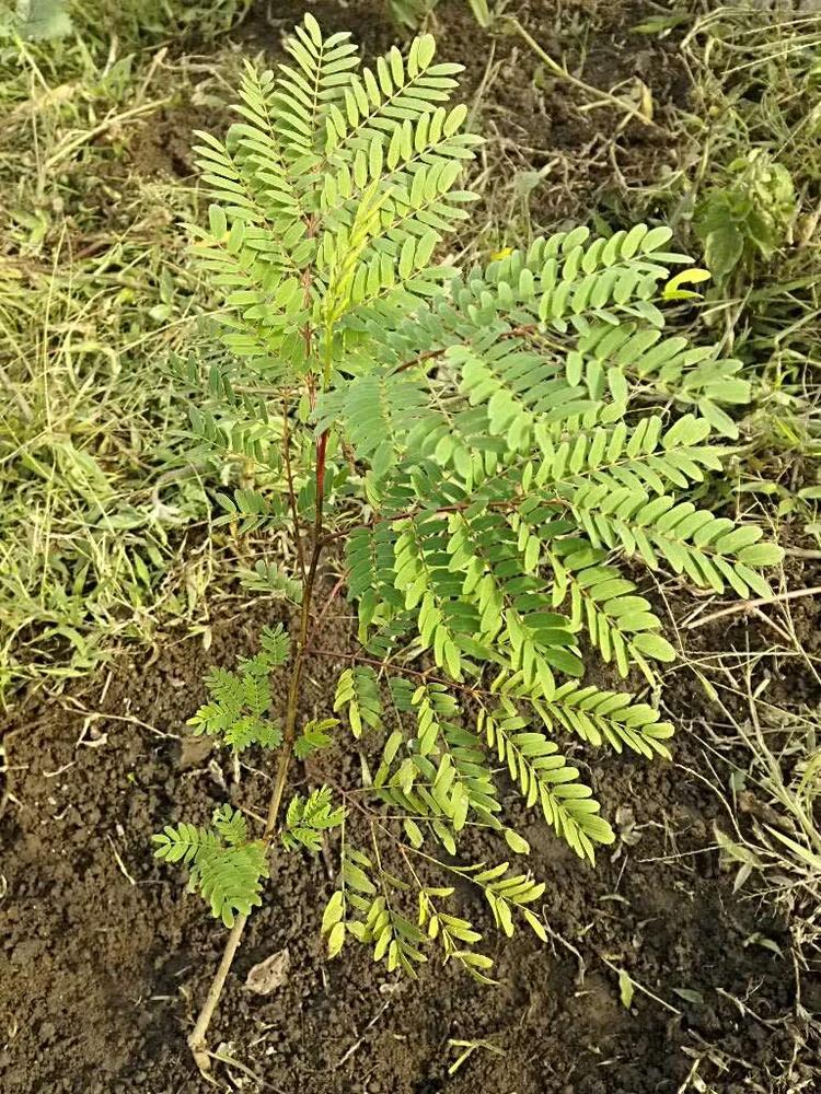 tree image
