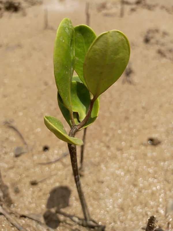 tree image